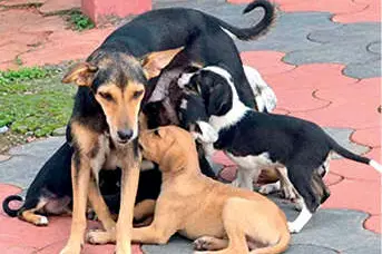 നാടെങ്ങും തെരുവുനായ്ക്കൾ