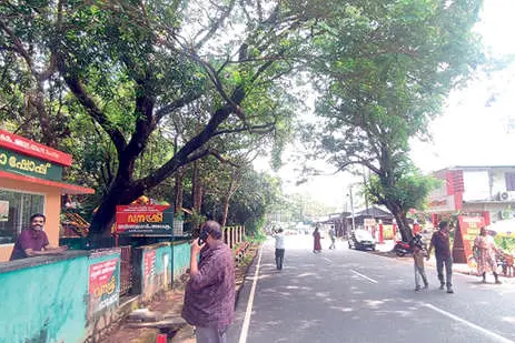 പത്തേക്കർ-ഡാം പാതയിലെ മരം അപകടഭീഷണിയെന്ന് പരാതി