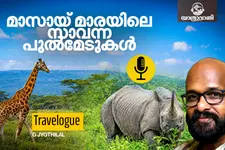 സിംഹരാജന്റെ തൊട്ടരികിൽ; മസായി മാരയിലെ\u00A0സഫാരി |\u00A0യാത്രാവാണി