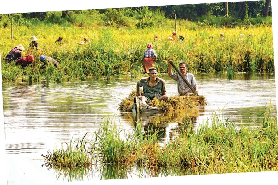 കതിരിടാൻ പൊക്കാളി