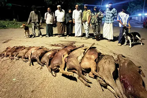 സ്പെഷ്യൽ ഡ്രൈവ്: ചാത്തല്ലൂരിൽ 13 കാട്ടുപന്നികളെ കൊന്നു