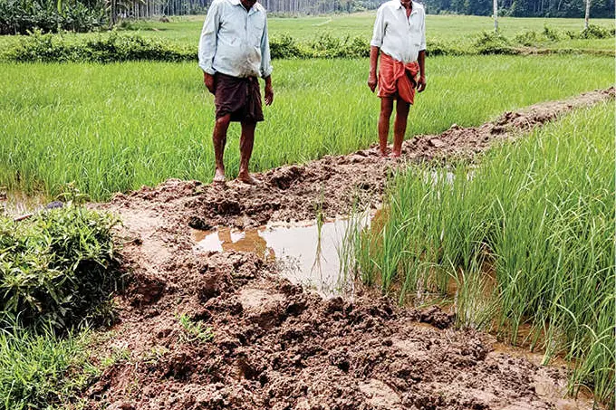 നെൽപ്പാടങ്ങളിൽ കാട്ടുപന്നിശല്യം ദുരിതത്തിലായി കർഷകർ