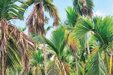 രോഗബാധ: കവുങ്ങ്, തെങ്ങ് കൃഷി പ്രതിസന്ധിയിൽ