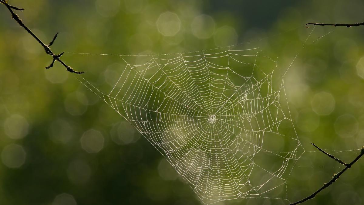 Mini Magazine Example School Word of the Day October 13, Gossamer: Meaning, Pronunciation, Examples ...