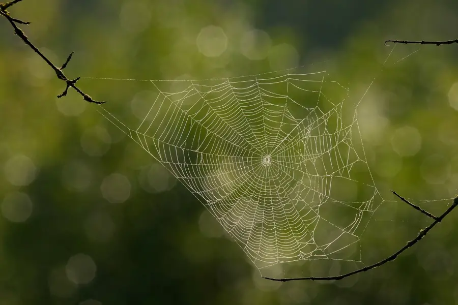 Word of the Day, October 13: ‘Gossamer’
