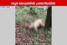 പാലപ്പിള്ളിയിൽ പുലിയിറങ്ങി: മൂരിക്കുട്ടിയെ കൊന്നു, ജനവാസ മേഖലയിൽ ഭീതി