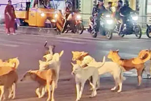 ചാരുംമൂട്ടിലെ തെരുവുനായശല്യത്തിനു പരിഹാരമില്ല