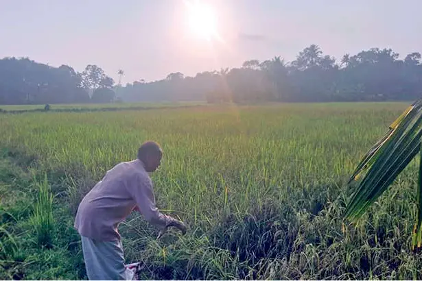 പാട്ടുപുരയ്ക്കൽ ഏലായിൽ രണ്ടാംവിള ഇറക്കില്ലെന്ന് കർഷകർ