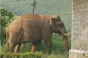 പടയപ്പയ്ക്ക് പിന്നാലെ ഭീതി വിതച്ച് വിരിക്കൊമ്പൻ