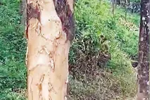 ആറളത്ത് റബ്ബർമരങ്ങൾക്കും രക്ഷയില്ല; മരങ്ങളുടെ തൊലി പൊളിച്ച് ആനക്കൂട്ടം