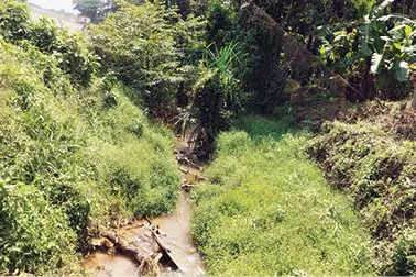 അലക്യം തോടിന് സുഗമമായി ഒഴുകണം