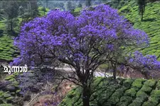 തേയിലത്തോട്ടങ്ങളും കോടമഞ്ഞും വെള്ളച്ചാട്ടങ്ങളും സഞ്ചാരികളെ കാത്തിരിക്കുന്നു; കാഴ്ചകളുടെ പറുദീസയായി ഇടുക്കി