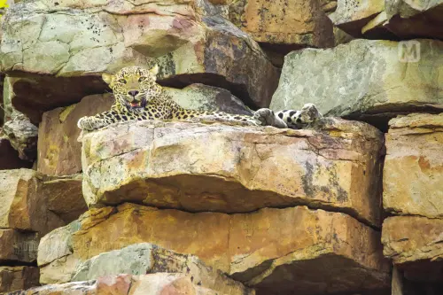 Leopard in Panna Tiger Reserve National Park, Madhya Pradesh. Photo: Rajumohan Kottakkal / Mathrubhumi