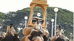 മൈസൂരു ദസറ: ജംബൂ സവാരിയിൽ ദേവിയെ എഴുന്നള്ളിക്കാൻ കൊമ്പൻ പ്രശാന്ത