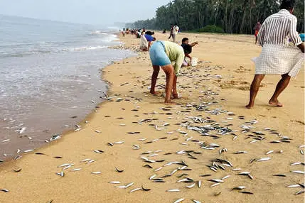 ഹമ്പമ്പോ ‘മത്തിപ്രളയം’