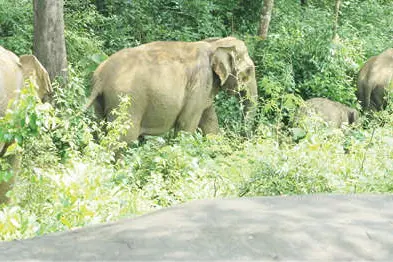 ഓപ്പറേഷൻ ഗജമുക്തി; ആറളം ഫാമിൽനിന്ന് അഞ്ച് കാട്ടാനകളെ തുരത്തി