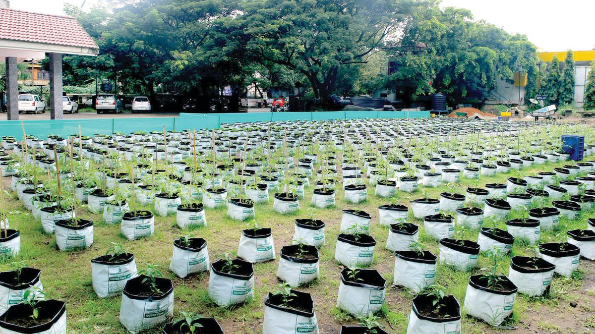 വീട്ടുവളപ്പിലെ കൃഷി എളുപ്പമാക്കാം; ഗ്രോ ബാഗ് ജൈവരീതിയിൽ എങ്ങനെ നിറയ്ക്കാം?