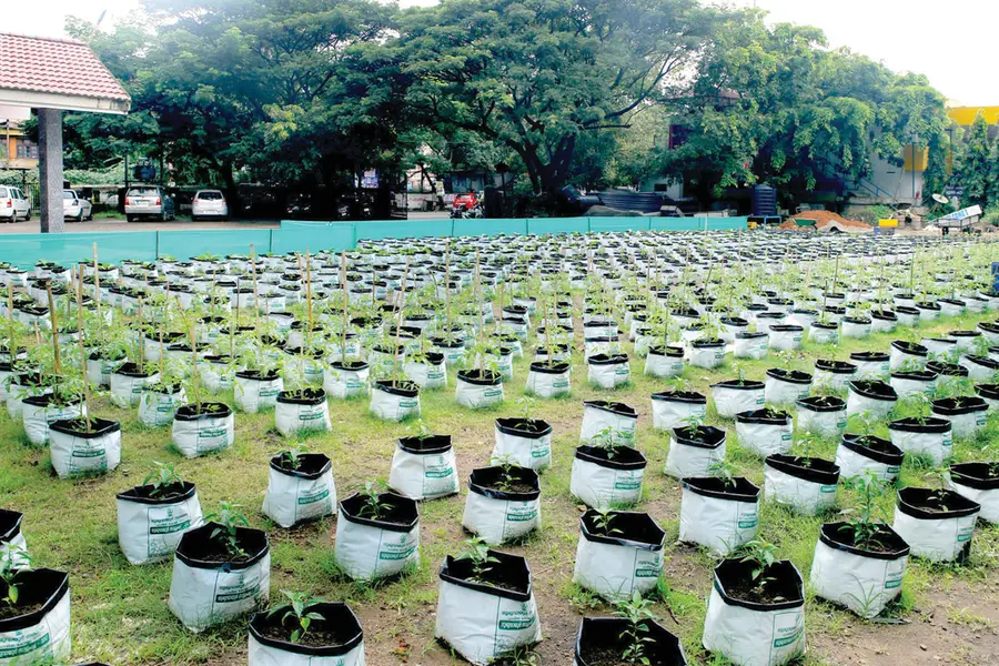 വീട്ടുവളപ്പിലെ കൃഷി എളുപ്പമാക്കാം; ഗ്രോ ബാഗ് ജൈവരീതിയിൽ എങ്ങനെ നിറയ്ക്കാം?