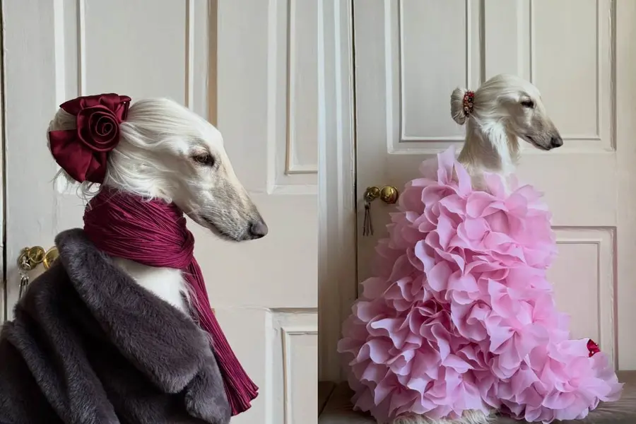 pet-samantha