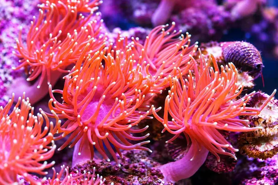 Sea anemones
