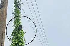 കേടായ ക്യാമറ; ഇപ്പോൾ കാടുംകയറി