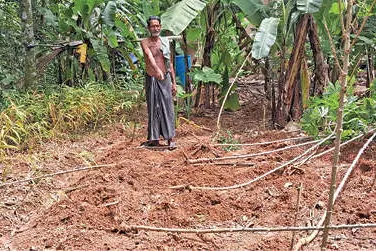 പൂവച്ചലിൽ വീണ്ടും കാട്ടുപന്നിശല്യം രൂക്ഷം
