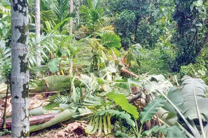 മരോട്ടിച്ചാലിൽ വീണ്ടും കാട്ടാനശല്യം