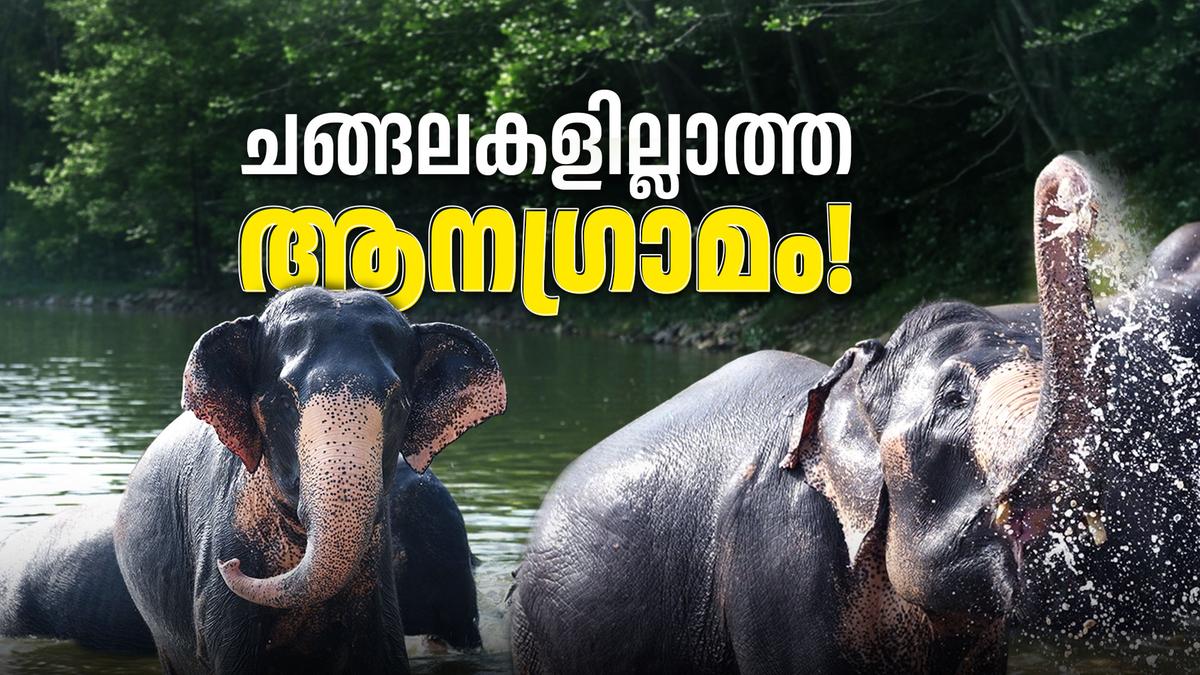 Jio App Interface Hathigaon: India's Unique Elephant Village in Jaipur, Rajasthan ...