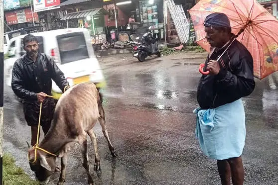 സഹിച്ച് മടുത്തു, ഇനി പിടിച്ചുകെട്ടും