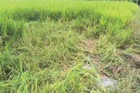 തകർത്തു, തൂക്കുവേലിയും