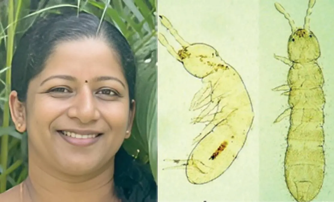 അഞ്ജുറിയ ജോസ് നടുവിൽമുറ്റം, ഫോൾസോമിയ സീഗയും ഫോൾസോമിയ യൂണിയോകുലേറ്റയും