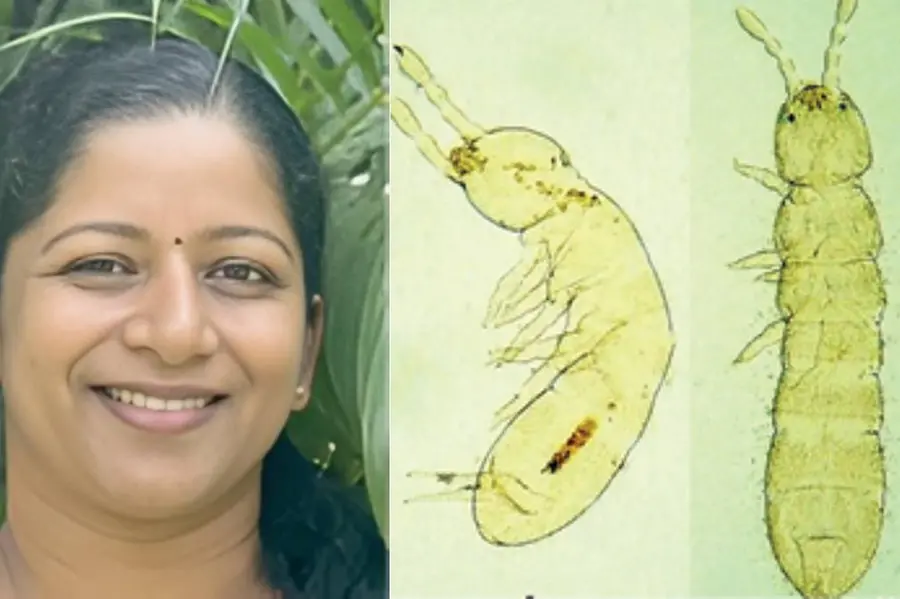 മണ്ണിന്റെ നിശബ്ദ കാവൽക്കാർ; സ്പ്രിങ്ടെയിലുകളിൽ രണ്ട് പുതിയ സ്പീഷിസുകളെ കണ്ടെത്തി മലയാളി ഗവേഷക