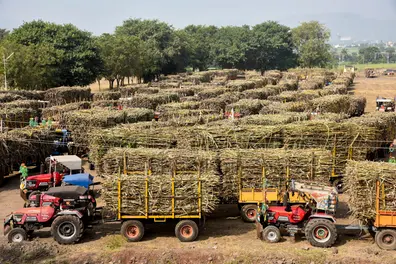Ethanol policy shift: India bars sugar-based feedstocks, reduces maize procurement price