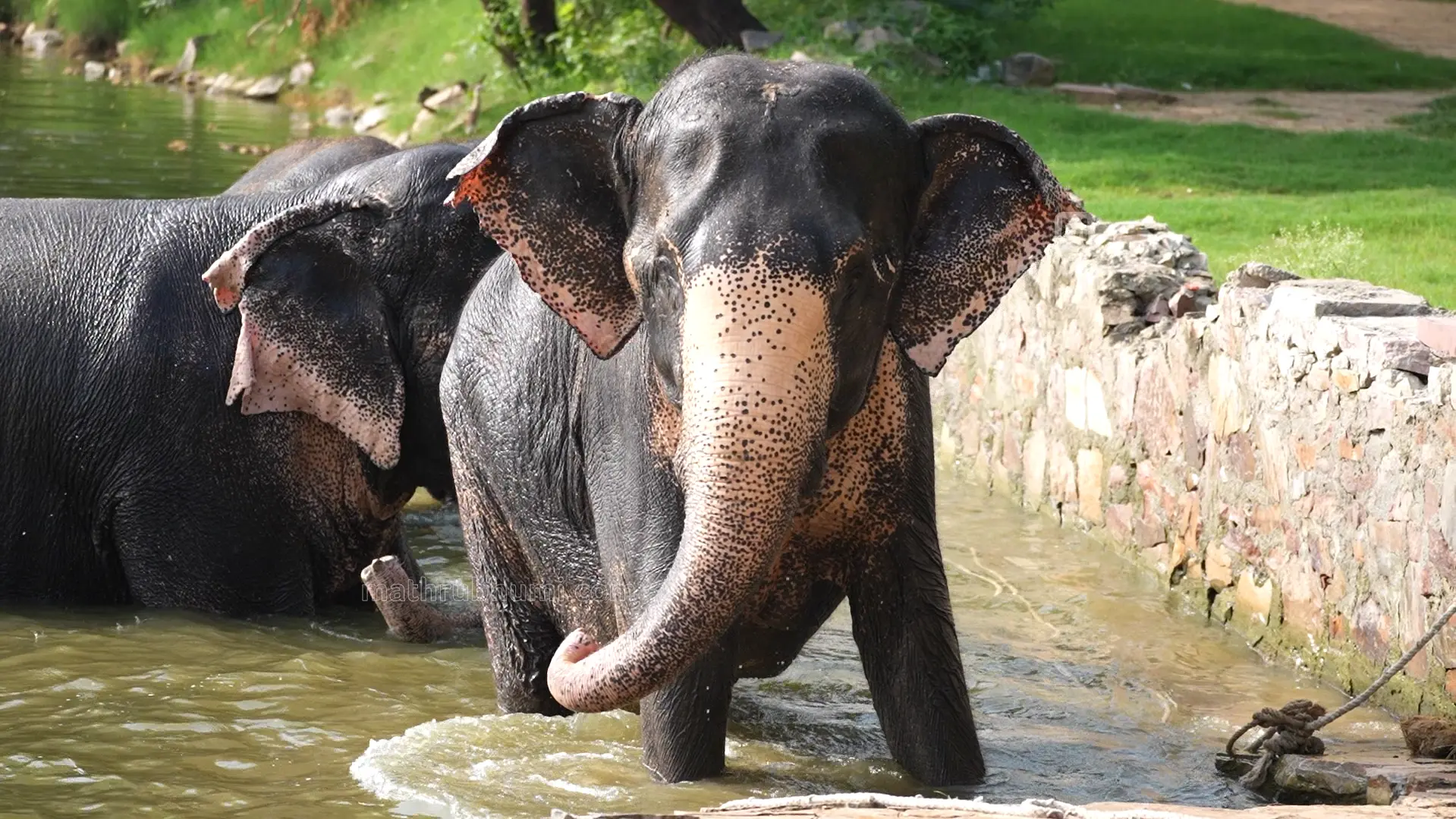രാജസ്ഥാനിലെ ഹാത്തിഗാവിലെ ചങ്ങലക്കെട്ടുകളില്ലാത്ത ആനകൾ
