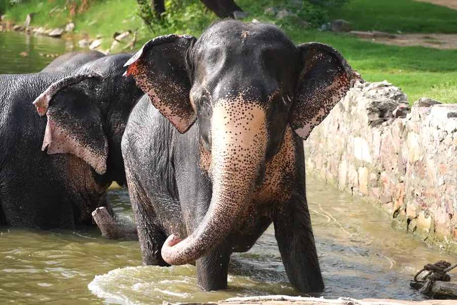 ചങ്ങലക്കെട്ടുകളില്ലാത്ത ആനകൾ: രാജസ്ഥാനിലെ 'ഹാത്തിഗാവ്' ആനഗ്രാമത്തിന്റെ കഥ
