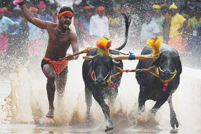 ദസറയിൽ കാണികളെ ആവേശം കൊള്ളിച്ച് കമ്പള