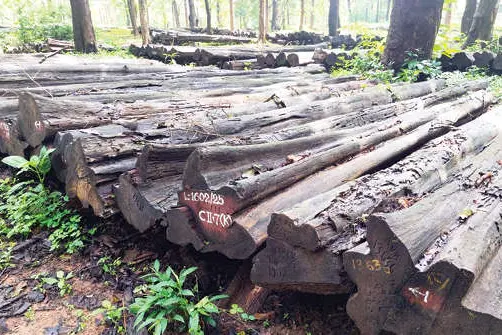 വനം വകുപ്പിന്റെ വർക്കിങ് പ്ലാനില്ല നിലമ്പൂരിലെ തേക്ക് ലേലം പ്രതിസന്ധിയിലേക്ക്