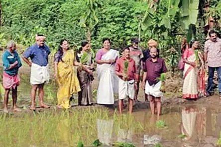 കതിരിടാൻ കാത്തിരിപ്പ്