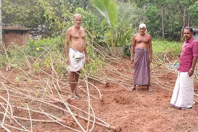 കുട്ടോത്ത് വിളകൾ നശിപ്പിച്ച് കാട്ടുപന്നികൾ