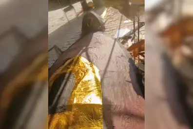 Political row or hygiene drive? Keshav Ramlila Committee to burn 30-foot cockroach effigy on Dussehra