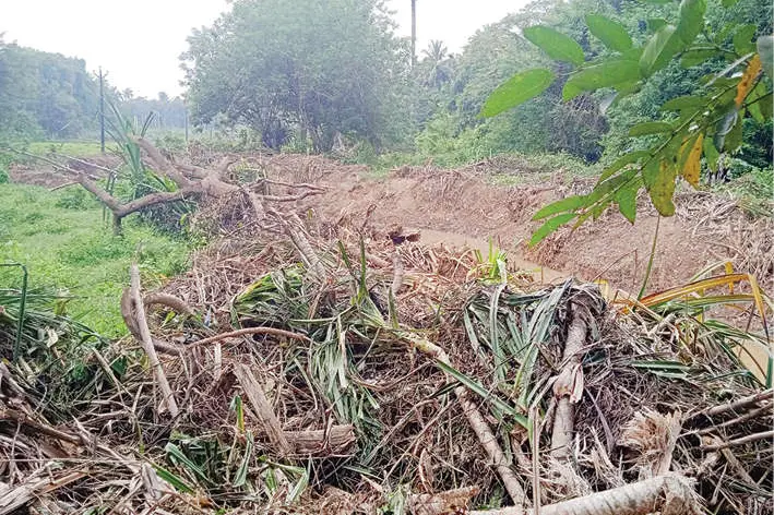 തോടുനവീകരണത്തിനിടെ കൈതച്ചെടികൾ നശിപ്പിച്ച നിലയിൽ