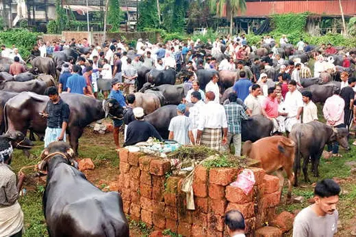 പേരാമ്പ്രയിൽ കന്നുകാലിച്ചന്തയ്ക്ക് വേണം സൗകര്യമുള്ളൊരു കേന്ദ്രം