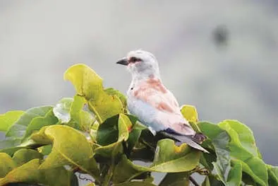 കുമ്പളയിൽ വിരുന്നെത്തി യൂറോപ്യൻ റോളർ