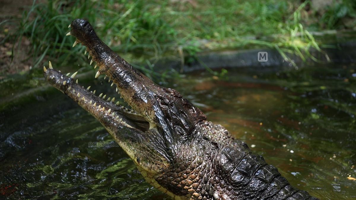 Madras Crocodile Bank: 50 Years of Reptile Conservation | Mathrubhumi
