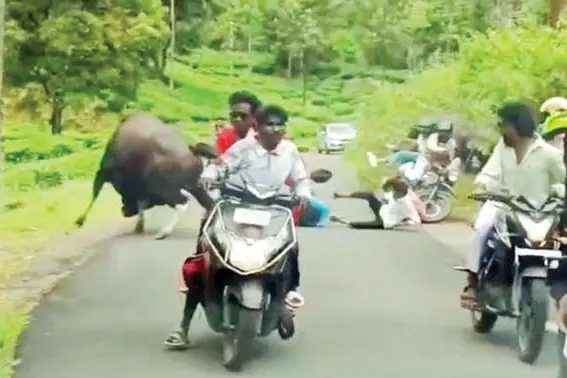 വാൽപ്പാറയിൽ കാട്ടുപോത്ത് വിനോദസഞ്ചാരികളെ ആക്രമിച്ചു