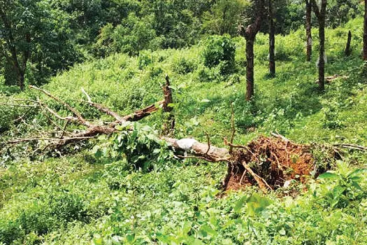 പേരാമ്പ്ര എസ്റ്റേറ്റിൽ തൊഴിലാളികൾക്കിടയിലേക്ക് കാട്ടാന