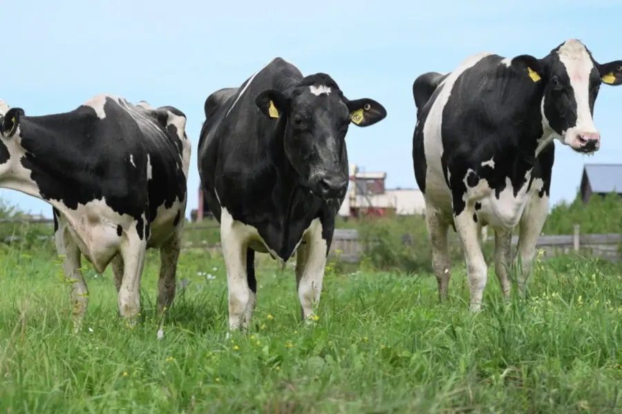 ‘Livestock virus’ infects human for first time; patient dies in France