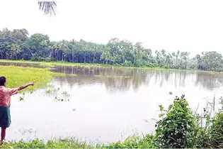 തോട് കവിഞ്ഞു: വിതച്ച പാടത്ത് വെള്ളംകയറി