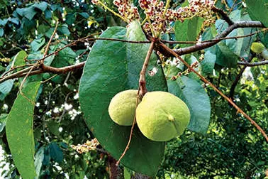 പീനാറി പൂത്തു....ഇവിടെ കാറ്റിന് ദുർഗന്ധം....