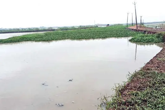 കാലാവസ്ഥാമാറ്റം വിനയായി; പാടശേഖരങ്ങളിലെ വിത മുടങ്ങി